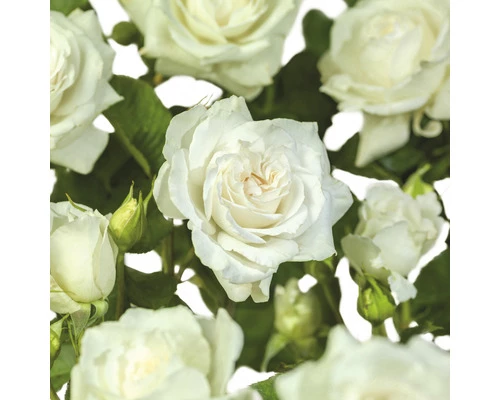 FLORASELF Struikroos Rosa 'Sherwood Forest' Potmaat Ø 14 Cm H 5-10 Cm 3 FLORASELF Struikroos Rosa 'Sherwood Forest' Potmaat Ø 14 Cm H 5-10 Cm