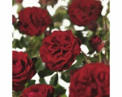 FLORASELF Struikroos Rosa 'Balmoral' Palace Potmaat Ø 14 Cm H 5-10 Cm