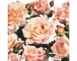 FLORASELF Klimroos Rosa 'Compassion' Potmaat Ø 14 Cm H 90-110 Cm