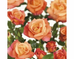 FLORASELF Klimroos Rosa 'Freisinger Morgenröte' Potmaat Ø 14 Cm H 90-110 Cm