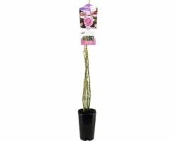 FLORASELF® Klimroos Ghita Roze