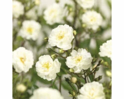 FLORASELF Klimroos Rosa 'Guirlande D' Amour' Potmaat Ø 14 Cm H 90-110 Cm