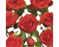 FLORASELF Klimroos Rosa 'Jive' Courtyard Potmaat Ø 14 Cm H 90-110 Cm