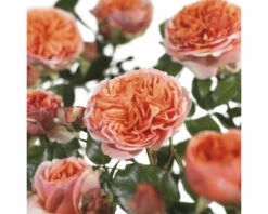 FLORASELF Stamroos Rosa 'Chippendale' Potmaat Ø 24 Cm H 100-120 Cm