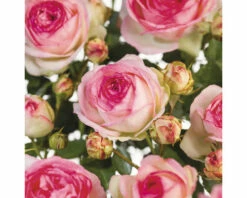 FLORASELF Struikroos Rosa 'Eden Rose' Potmaat Ø 14 Cm H 5-10 Cm