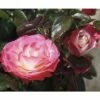 FLORASELF® Stamroos Rosa Nostalgie H60 Cm Rood-wit -FLORASELF Verkoop DV 8 5994607 01 4c NL 20170512092900