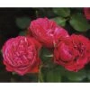 FLORASELF Stamroos Rosa 'Rose Meilove' Potmaat Ø 24 Cm H 70-90 Cm
