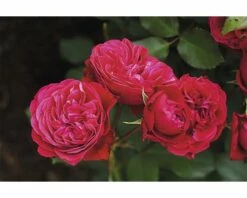FLORASELF Stamroos Rosa 'Rose Meilove' Potmaat Ø 24 Cm H 70-90 Cm