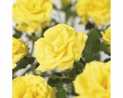 FLORASELF Struikroos Rosa 'Friesia' Potmaat Ø 14 Cm H 5-10 Cm