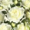 FLORASELF® Stamroos Rosa White Meilove H90 Cm Wit -FLORASELF Verkoop DV 8 5994619 01 4c NL 20170512094420