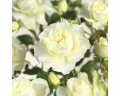 FLORASELF® Stamroos Rosa White Meilove H90 Cm Wit