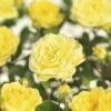 FLORASELF® Stamroos Rosa Yellow Meilove H90 Geel -FLORASELF Verkoop DV 8 5994621 01 4c NL 20170512095046