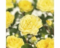 FLORASELF® Stamroos Rosa Yellow Meilove H90 Geel