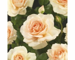 FLORASELF Struikroos Rosa 'Hyde Park' Potmaat Ø 14 Cm H 5-10 Cm