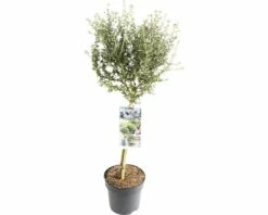 FLORASELF® Amerikaanse Sering Op Stam Ceanothus Puget Blue Blauw