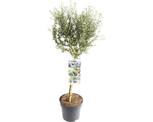 FLORASELF® Amerikaanse Sering Op Stam Ceanothus Puget Blue Blauw 3 FLORASELF® Amerikaanse Sering Op Stam Ceanothus Puget Blue Blauw