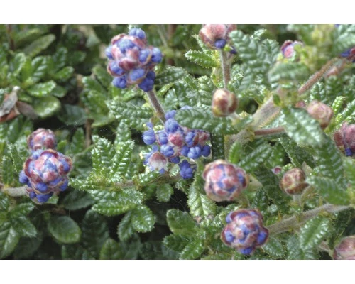 FLORASELF® Amerikaanse Sering Op Stam Ceanothus Puget Blue Blauw 4 FLORASELF® Amerikaanse Sering Op Stam Ceanothus Puget Blue Blauw - Afbeelding 2