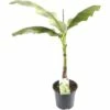 FLORASELF® Tuinbanaan Musa Basjoo Potmaat Ø 24 Cm -FLORASELF Verkoop DV 8 5999071 01 4c NL 20190411184655