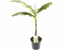 FLORASELF® Tuinbanaan Musa Basjoo Potmaat Ø 24 Cm