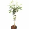 FLORASELF® Sneeuwbal Op Stam Viburnum Eskimo Wit -FLORASELF Verkoop DV 8 5999108 01 4c NL 20190220051653