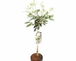 FLORASELF® Sneeuwbal Op Stam Viburnum Eskimo Wit