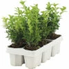 FLORASELF Buxus Sempervirens H 10-15 Cm 6 St. -FLORASELF Verkoop DV 8 6004919 01 4c DE 20210609104650