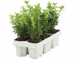 FLORASELF Buxus Sempervirens H 10-15 Cm 6 St.