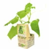 FLORASELF Geënte Komkommer Cucumis Sativus Potmaat 11 X 11 Cm H 5-15 Cm -FLORASELF Verkoop DV 8 6006096 01 4c NL 20210317161755