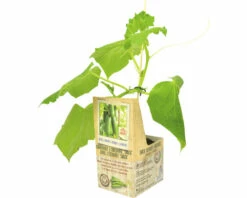 FLORASELF Geënte Komkommer Cucumis Sativus Potmaat 11 X 11 Cm H 5-15 Cm