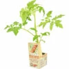 FLORASELF Geënte Snacktomaat Solanum Lycopersicum Potmaat 11x11 Cm H 15-25 Cm -FLORASELF Verkoop DV 8 6006101 01 4c NL 20210317164812