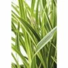 FLORASELF Zegge Carex Oshimensis 'Everest' Potmaat Ø 14 Cm H 10-30 Cm -FLORASELF Verkoop DV 8 6008872 02 4c DE 20210113091658 1