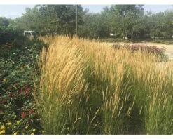 FLORASELF Duinriet Calamagrostis X Acutiflora 'Overdam' Potmaat Ø 14.0 Cm H 5-50 Cm -FLORASELF Verkoop DV 8 6008877 01 4c NL 20210108051656