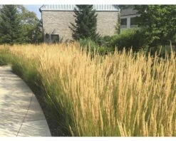 FLORASELF Duinriet Calamagrostis X Acutiflora 'Overdam' Potmaat Ø 14.0 Cm H 5-50 Cm