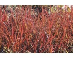 FLORASELF Baardgras Andropogon Gerardii 'Red October' Potmaat Ø 19 Cm H 20-100 Cm
