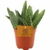 FLORASELF Aloe Paradisicum Ø10,5 Cm H15-20 Cm -FLORASELF Verkoop DV 8 6015968 02 4c DE 20171216084503
