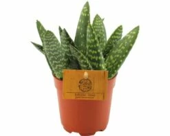FLORASELF Aloe Paradisicum Ø10,5 Cm H15-20 Cm