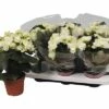 FLORASELF Begonia Bodinia Wit Ø14 Cm H40 Cm -FLORASELF Verkoop DV 8 6015977 01 4c DE 20171110161712