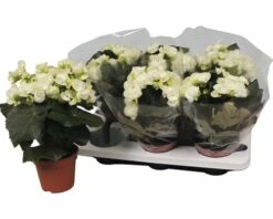 FLORASELF Begonia Bodinia Wit Ø14 Cm H40 Cm