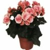 FLORASELF Begonia Begonia Elatior 'Borias' Potmaat Ø 14 Cm H 30 Cm 2 FLORASELF Begonia Begonia Elatior 'Borias' Potmaat Ø 14 Cm H 30 Cm -FLORASELF Verkoop DV 8 6015986 01 4c DE 20170610012908
