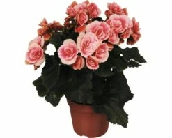 FLORASELF Begonia Begonia Elatior 'Borias' Potmaat Ø 14 Cm H 30 Cm