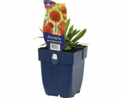 FLORASELF Engels Gras Armeria Pseud. 'ballerina Red' Ø 11 Cm