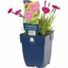 FLORASELF Grasanjer Dianthus Grat. 'dianturi Twinkle' Ø 11 Cm -FLORASELF Verkoop DV 8 6018023 01 4c DE 20191214211659