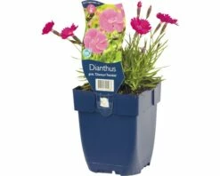 FLORASELF Grasanjer Dianthus Grat. 'dianturi Twinkle' Ø 11 Cm