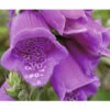 FLORASELF Vingerhoedskruid Digitalis Purpurea 'Dalmatian Purple' Potmaat Ø 11.0 Cm H 5-80 Cm -FLORASELF Verkoop DV 8 6018025 01 4c DE 20210322140810