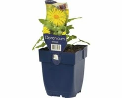 FLORASELF Voorjaarszonnebloem Doronicum Orientale Potmaat Ø 11.0 Cm H 5-40 Cm