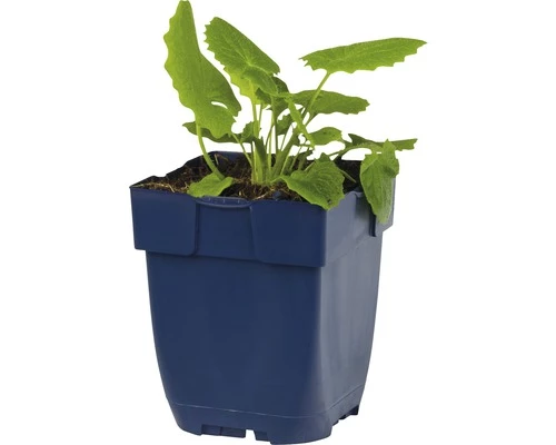 FLORASELF Voorjaarszonnebloem Doronicum Orientale Potmaat Ø 11.0 Cm H 5-40 Cm 4 FLORASELF Voorjaarszonnebloem Doronicum Orientale Potmaat Ø 11.0 Cm H 5-40 Cm - Afbeelding 2