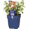 FLORASELF Bellenplant Fuchsia Magellanica 'Patio Princess' Ø 11 Cm -FLORASELF Verkoop DV 8 6018030 01 4c DE 20220511104751