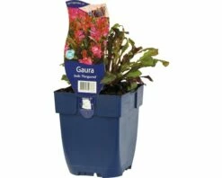 FLORASELF Prachtkaars Gaura Lindheimeri 'Florgaured' Ø 11 Cm