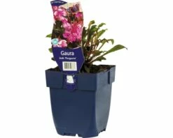 FLORASELF Prachtkaars Gaura Lindheimeri 'Florgauros' Ø 11 Cm