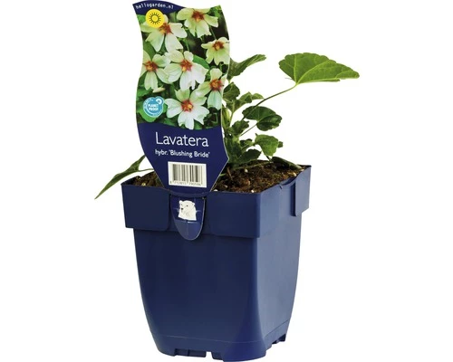 FLORASELF Struikmalva Lavatera Olbia Ø 11 Cm 3 FLORASELF Struikmalva Lavatera Olbia Ø 11 Cm